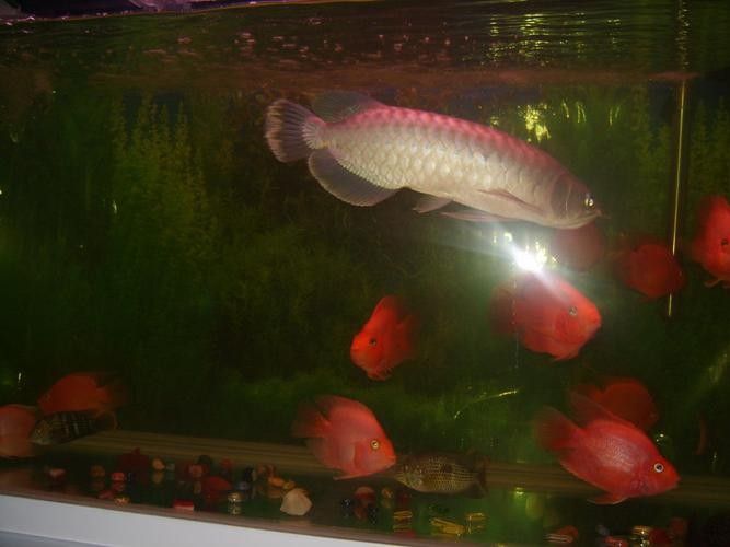 青龍魚是什么魚圖片欣賞 青龍魚是什么魚圖片欣賞 龍魚百科 第20張