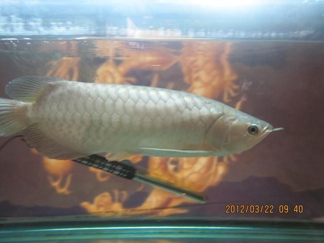 青龍魚是什么魚圖片欣賞 青龍魚是什么魚圖片欣賞 龍魚百科 第23張