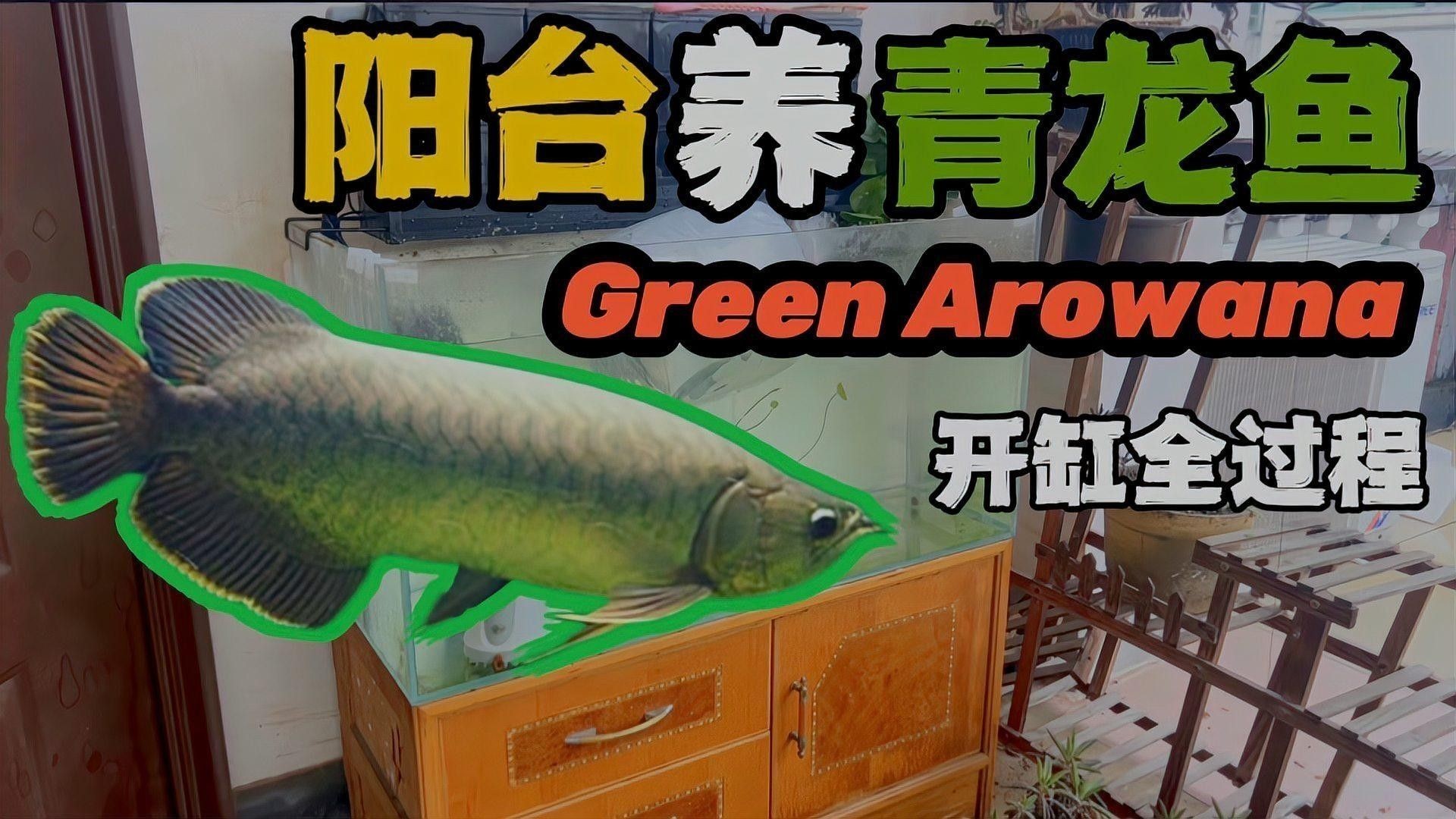 青龍魚是什么魚圖片欣賞 青龍魚是什么魚圖片欣賞 龍魚百科 第25張