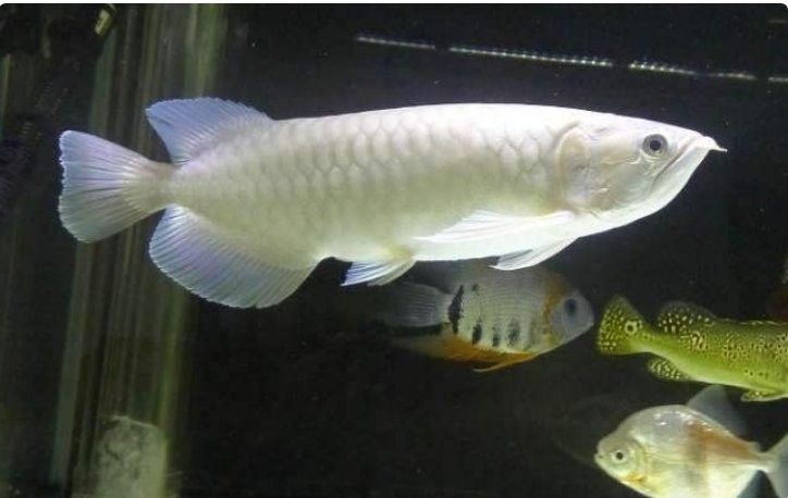 青龍魚是什么魚圖片欣賞 青龍魚是什么魚圖片欣賞 龍魚百科 第33張