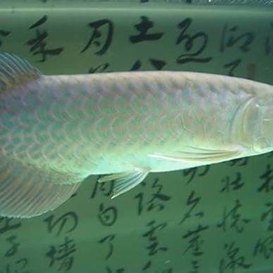 青龍魚是什么魚圖片欣賞 青龍魚是什么魚圖片欣賞 龍魚百科 第28張