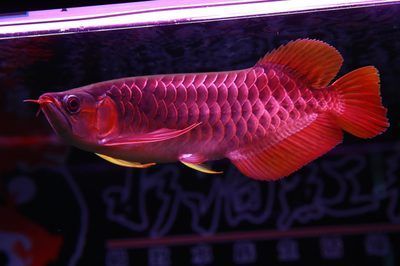 給紅龍魚吃什么小魚（紅龍魚吃什么最好）