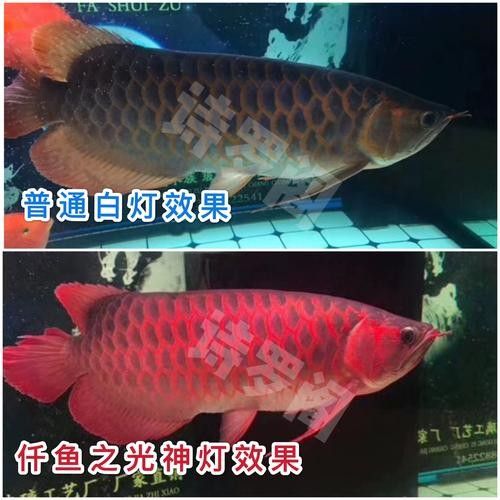 龍魚缸燈光怎么放比較好圖片
