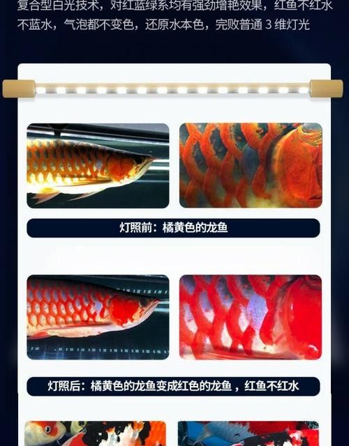 龍魚缸燈光怎么放比較好圖片
