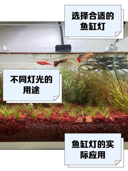 龍魚缸燈光怎么放比較好圖片