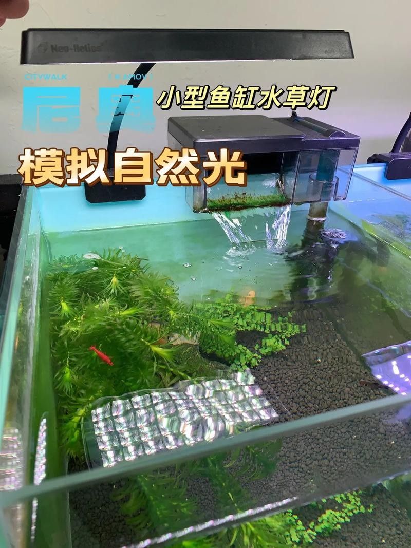 龍魚缸燈光怎么放比較好圖片