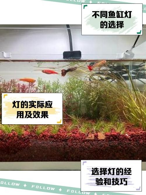 龍魚缸燈光怎么放比較好圖片