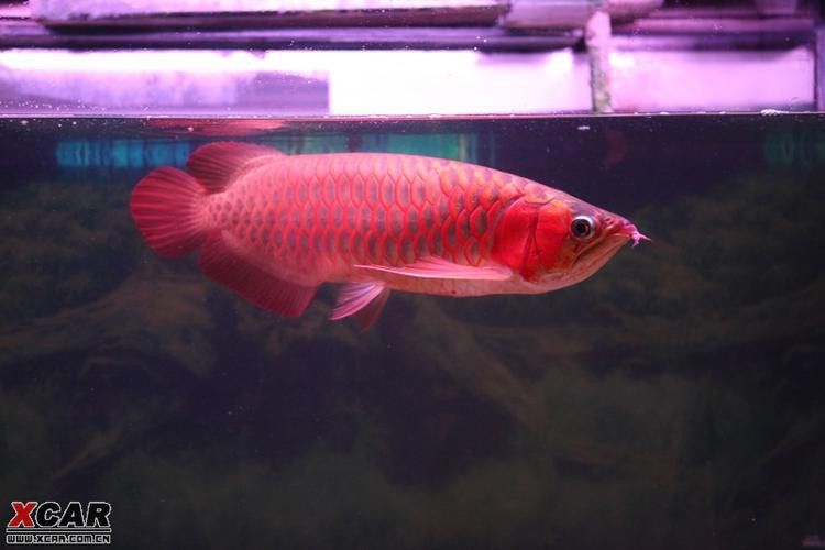 最好看的龍魚圖片大全大圖視頻