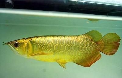 龍魚回來幾天后可以喂食：龍魚在被放回水中幾天后可以開始喂食