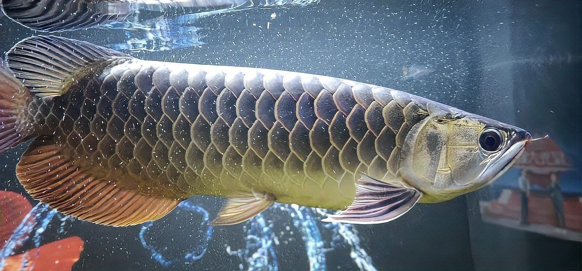 蝙蝠鯧魚和龍魚混養(yǎng)好嗎