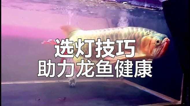 金龍魚用什么燈管好看