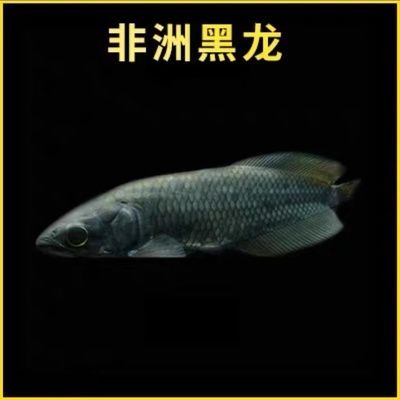 龍魚工坊黑龍釣多重：龍魚工坊黑龍釣多重信息搜索結(jié)果沒有提及具體的釣重信息