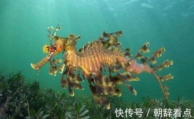 龍魚變色怎么回事啊：關(guān)于龍魚變色的一些建議