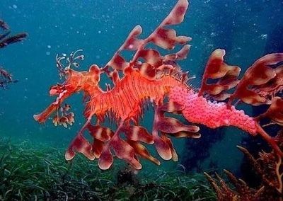 龍魚變色怎么回事啊：關(guān)于龍魚變色的一些建議