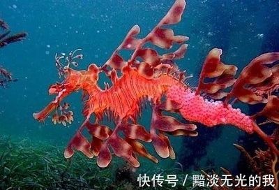 龍魚變色怎么回事啊：關(guān)于龍魚變色的一些建議