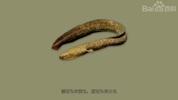 海南野生過山龍魚圖片高清 龍魚百科 第5張 海南野生過山龍魚圖片高清 海南野生過山龍魚圖片高清 龍魚百科 第5張