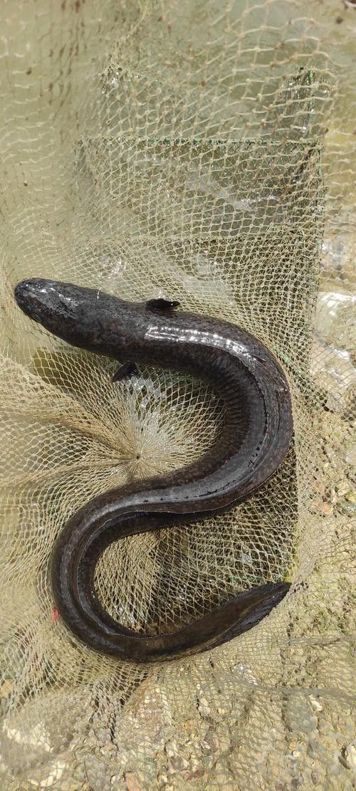 海南野生過山龍魚圖片高清 龍魚百科 第8張 海南野生過山龍魚圖片高清 海南野生過山龍魚圖片高清 龍魚百科 第8張