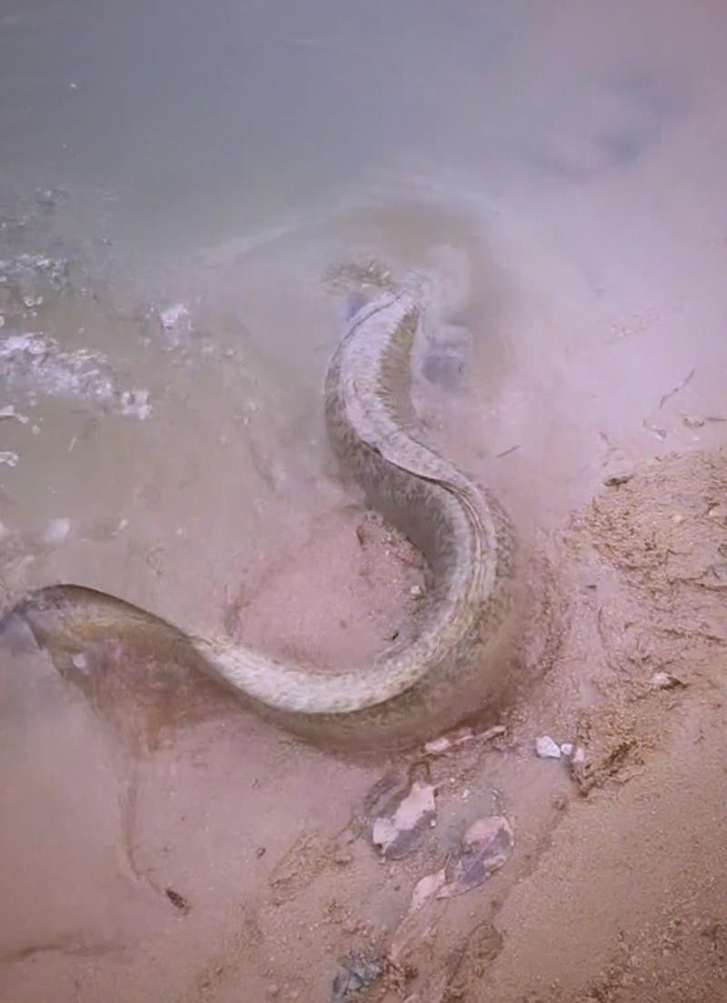 海南野生過山龍魚圖片高清 龍魚百科 第9張 海南野生過山龍魚圖片高清 海南野生過山龍魚圖片高清 龍魚百科 第9張