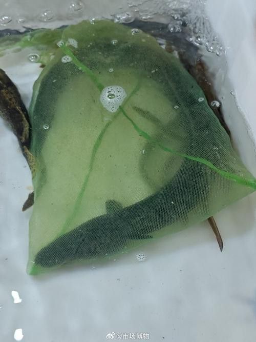海南野生過山龍魚圖片高清 龍魚百科 第13張 海南野生過山龍魚圖片高清 海南野生過山龍魚圖片高清 龍魚百科 第13張
