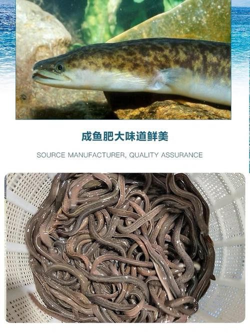 海南野生過山龍魚圖片高清 龍魚百科 第14張 海南野生過山龍魚圖片高清 海南野生過山龍魚圖片高清 龍魚百科 第14張
