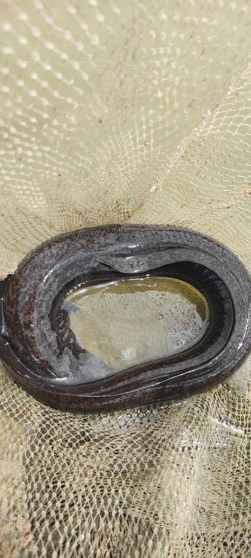 海南野生過山龍魚圖片高清 龍魚百科 第10張 海南野生過山龍魚圖片高清 海南野生過山龍魚圖片高清 龍魚百科 第10張