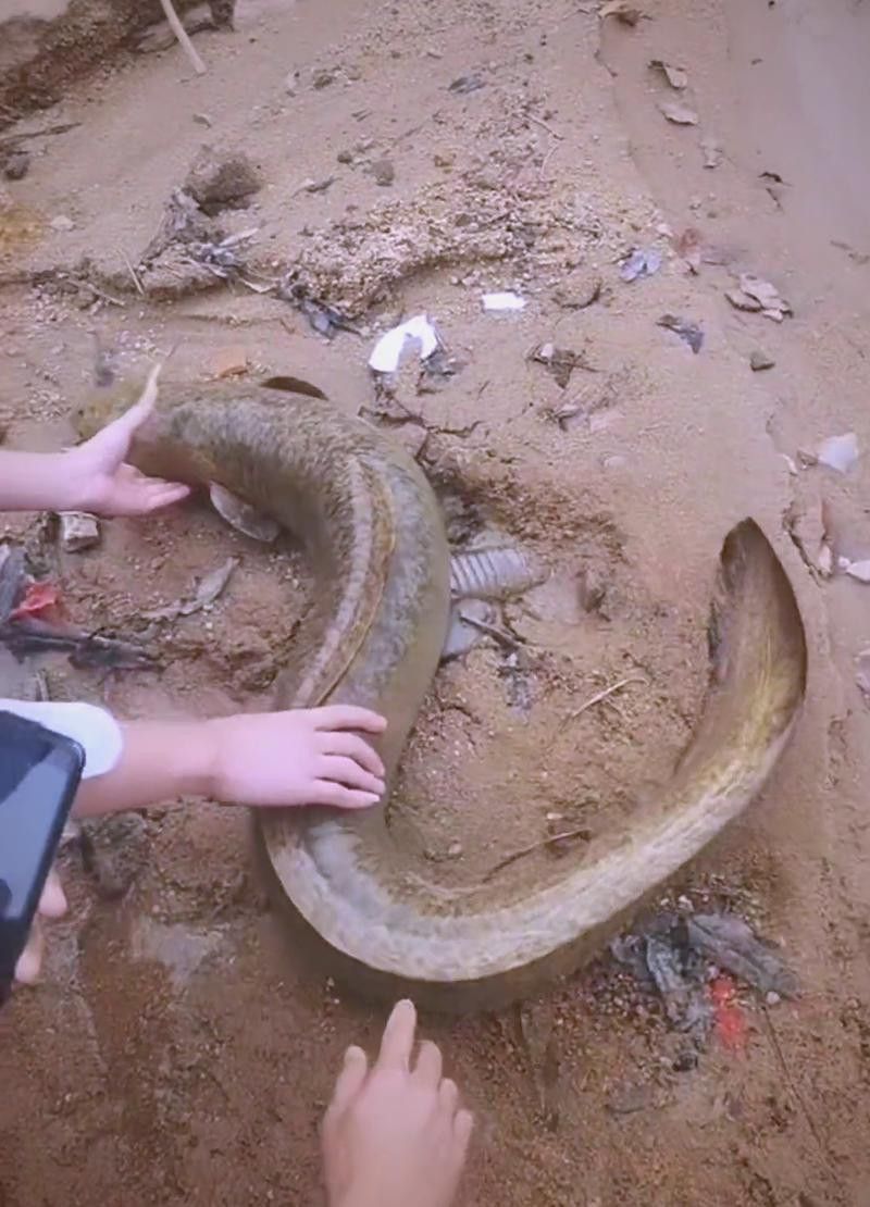 海南野生過山龍魚圖片高清 龍魚百科 第16張 海南野生過山龍魚圖片高清 海南野生過山龍魚圖片高清 龍魚百科 第16張