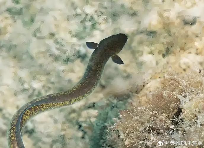 海南野生過山龍魚圖片高清 龍魚百科 第18張 海南野生過山龍魚圖片高清 海南野生過山龍魚圖片高清 龍魚百科 第18張