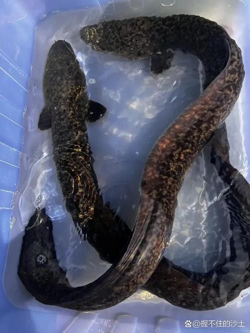 海南野生過山龍魚圖片高清 龍魚百科 第15張 海南野生過山龍魚圖片高清 海南野生過山龍魚圖片高清 龍魚百科 第15張