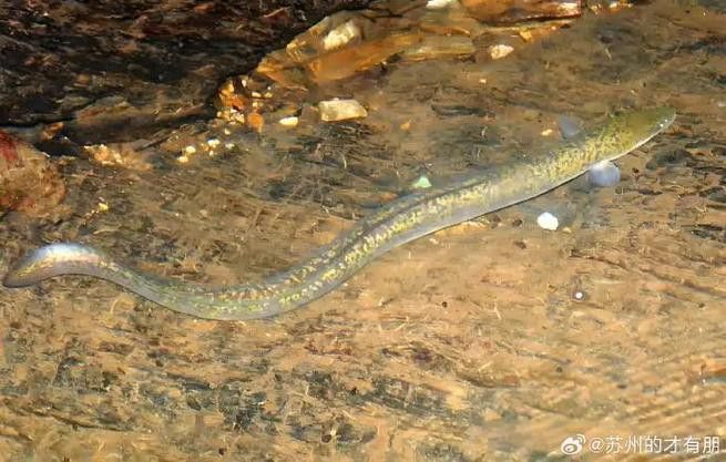 海南野生過山龍魚圖片高清 龍魚百科 第17張 海南野生過山龍魚圖片高清 海南野生過山龍魚圖片高清 龍魚百科 第17張