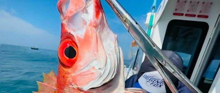 海南野生過山龍魚圖片高清 海南野生過山龍魚圖片高清 龍魚百科 第25張