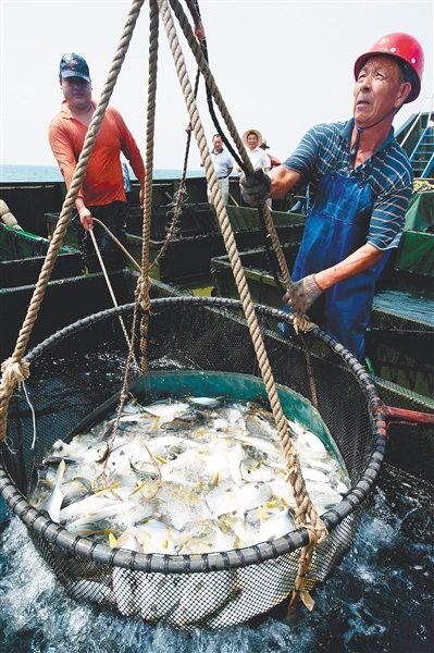 海南野生過山龍魚圖片高清 海南野生過山龍魚圖片高清 龍魚百科 第24張