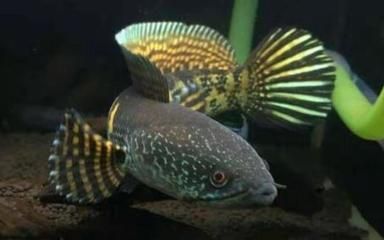 黃金眼鏡蛇雷龍魚用什么過濾（雷龍魚過濾器品牌推薦）