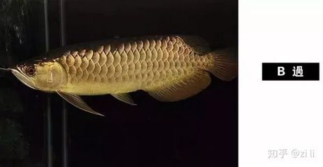 龍魚缸造景圖片欣賞圖