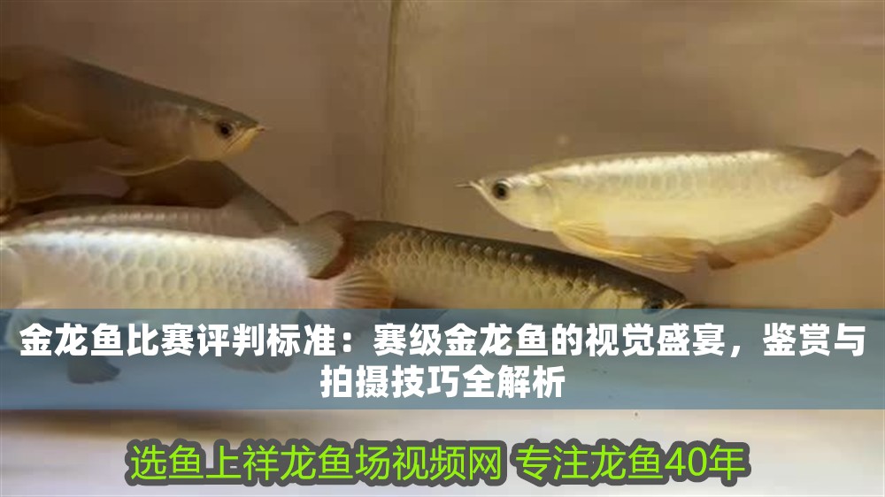 金龍魚比賽評判標準：賽級金龍魚的視覺盛宴，鑒賞與拍攝技巧全解析