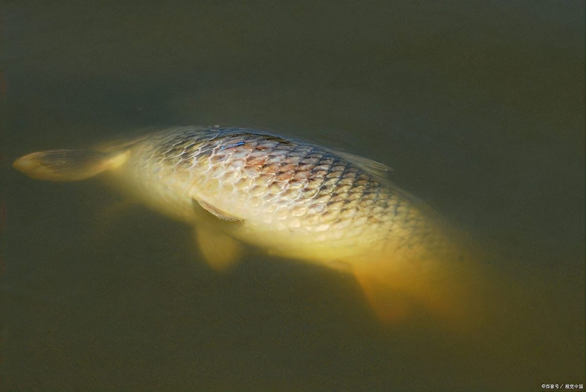 龍魚數量調整后多久換水？