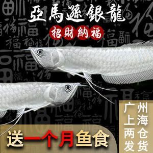 龍魚一次產卵多少只：龍魚一次產卵多少？