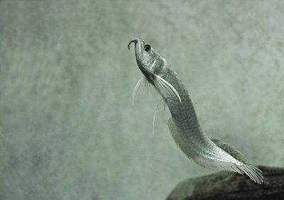 養(yǎng)一條銀龍魚孤單不好：養(yǎng)一條銀龍魚孤單不好嗎？ 養(yǎng)一條銀龍魚孤單不好：養(yǎng)一條銀龍魚孤單不好嗎？ 龍魚百科 第2張