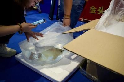 龍魚吃魚苗嗎：龍魚怎么打包裝
