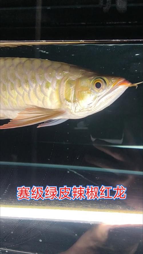 怎么鑒別紅龍魚血統好壞呢圖片