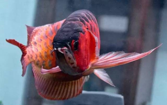 怎么鑒別紅龍魚血統好壞呢圖片
