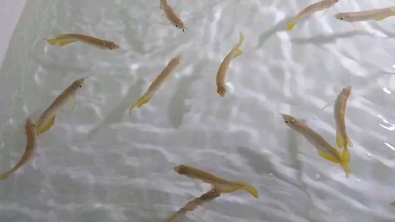 金頭金龍和過背金龍哪個更值錢？