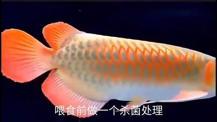 龍魚喂活魚應(yīng)該注意什么事項(xiàng)（養(yǎng)龍魚的注意事項(xiàng)）