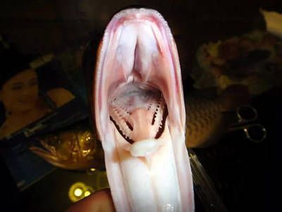 龍魚吃東西反復咀嚼怎么辦：如何處理龍魚吃東西反復咀嚼的問題