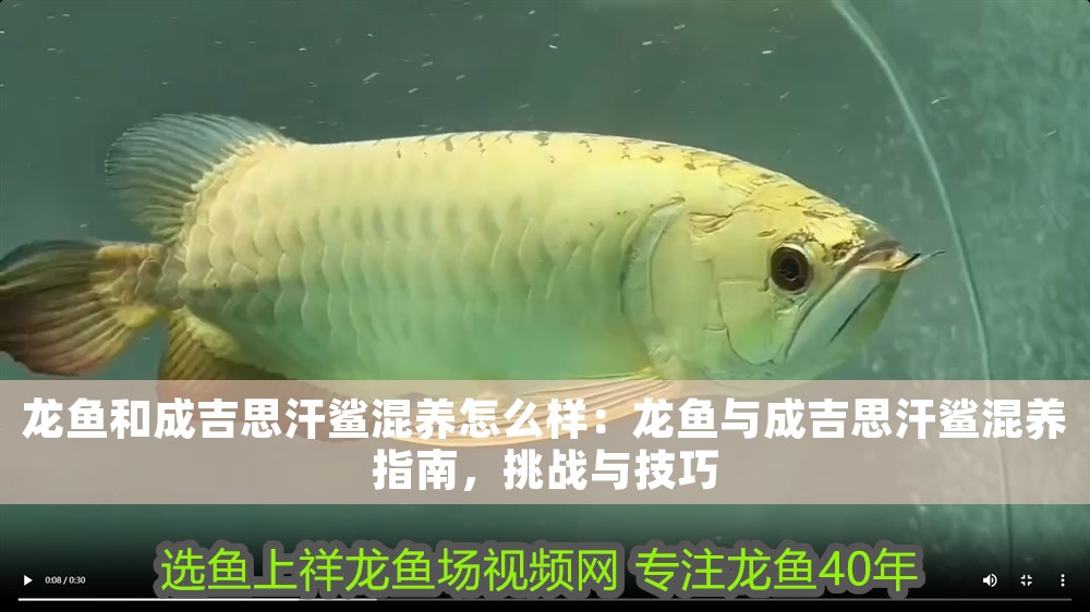 龍魚和成吉思汗鯊混養(yǎng)怎么樣：龍魚與成吉思汗鯊混養(yǎng)指南，挑戰(zhàn)與技巧
