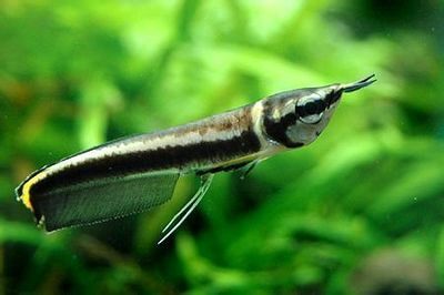 黑龍魚(yú)多少錢(qián)一只幼魚(yú)：黑龍魚(yú)多少錢(qián)一只