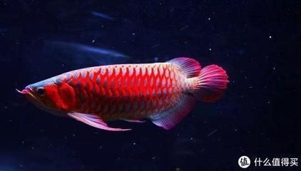 紅龍魚用什么顏色燈比較好：養好紅龍魚需要注意燈光的選擇和安排