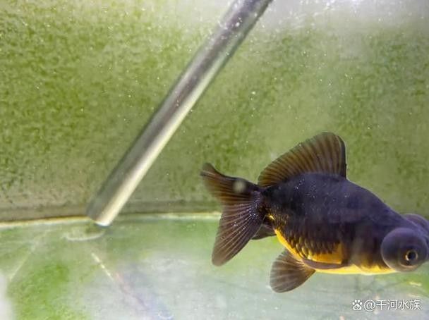 龍魚眼球有個小白點圖片