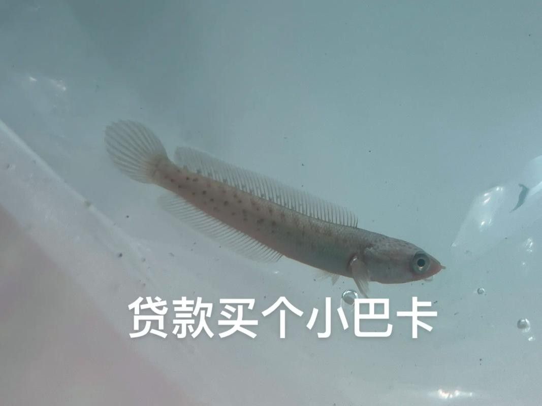 雷龍魚幼苗圖片欣賞