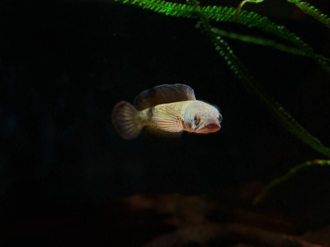 雷龍魚幼苗圖片欣賞