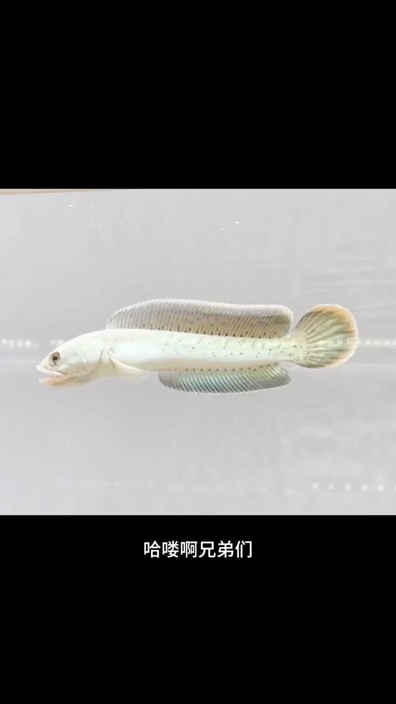 雷龍魚幼苗圖片欣賞